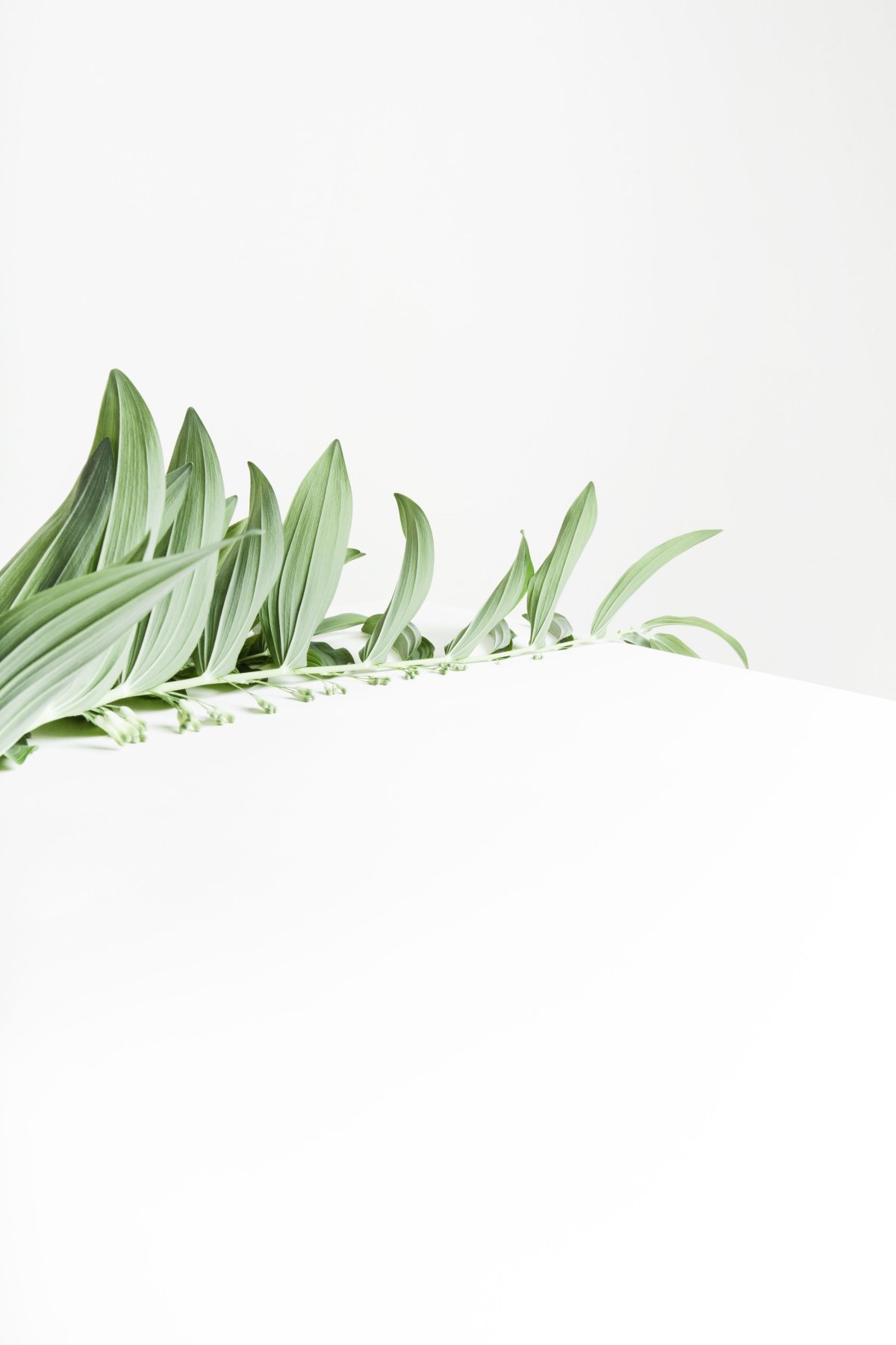 Зелень на белом фоне