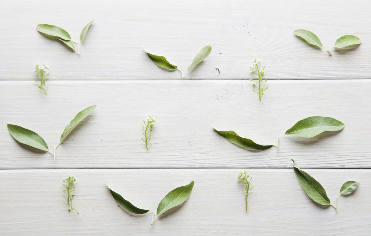 Зелень на сером фоне