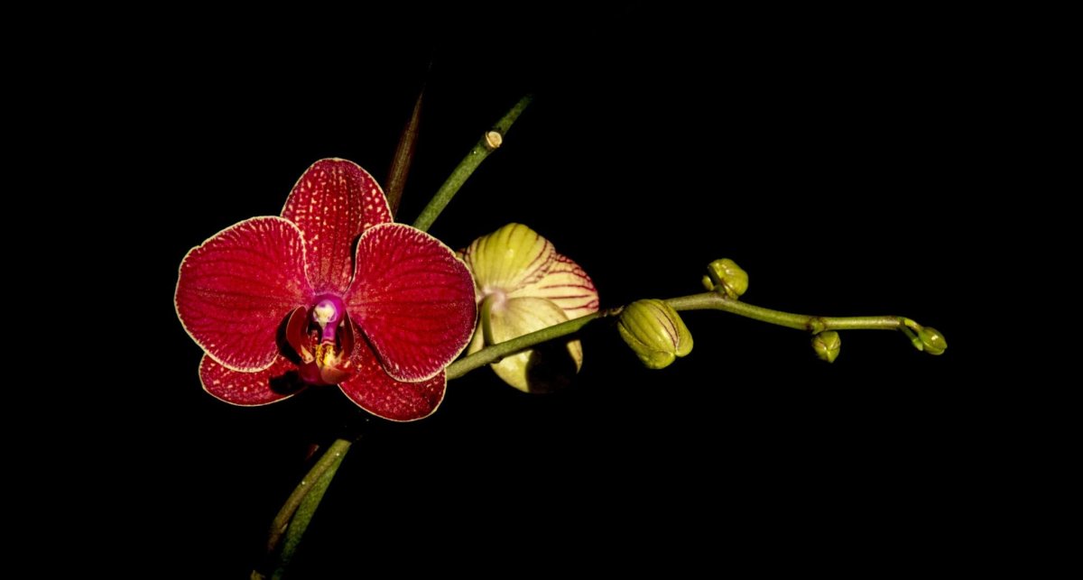 Орхидея на черном фоне