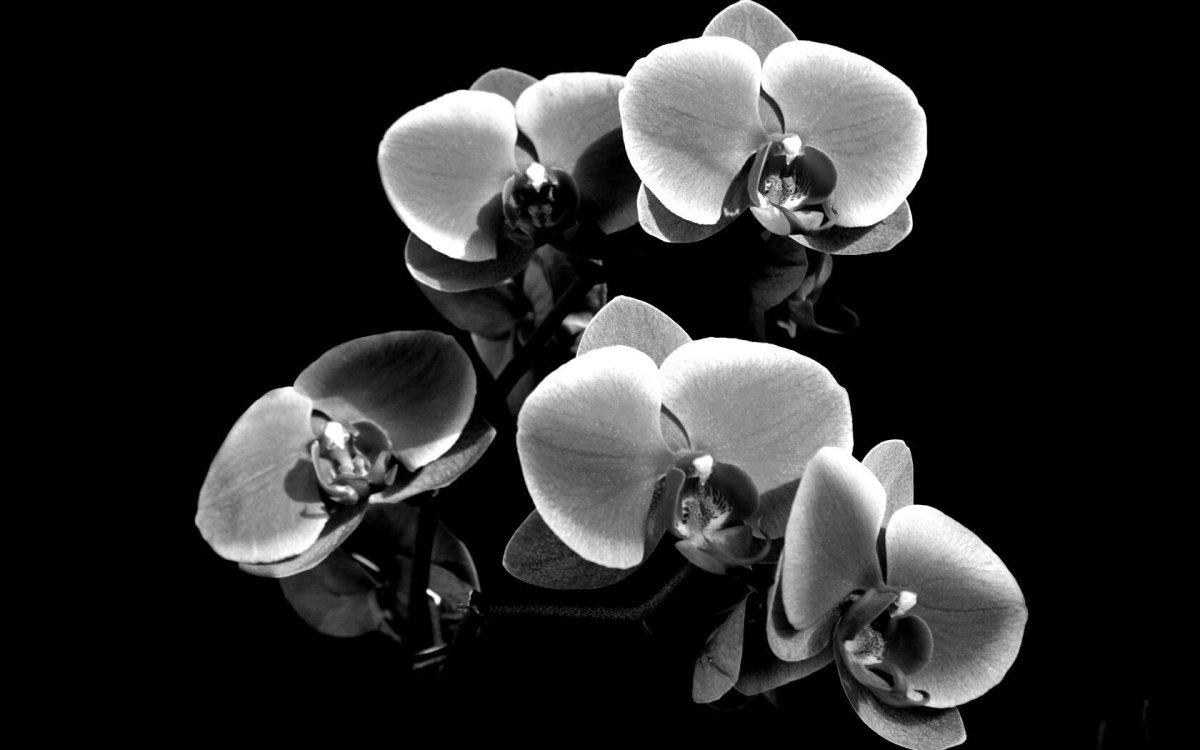 Орхидея на черном фоне