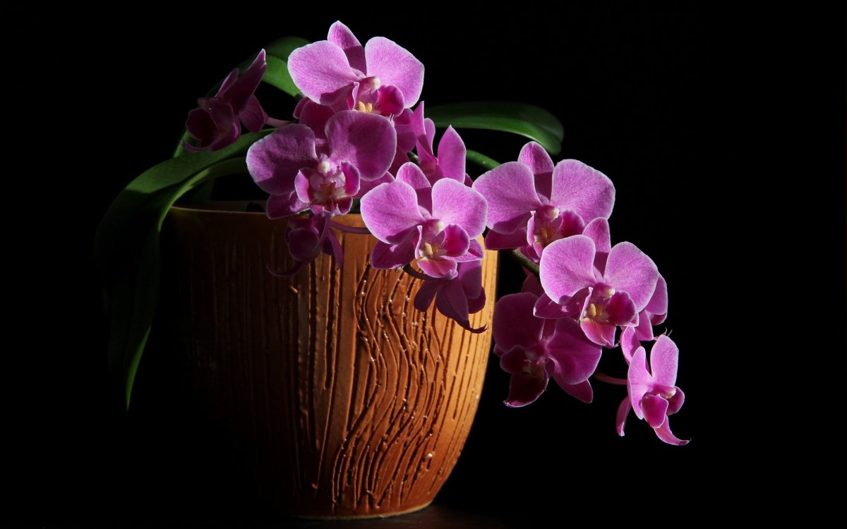 Фаленопсис перпл Харт