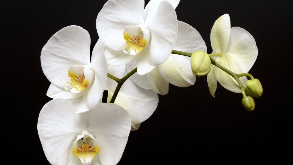 Фаленопсис белый