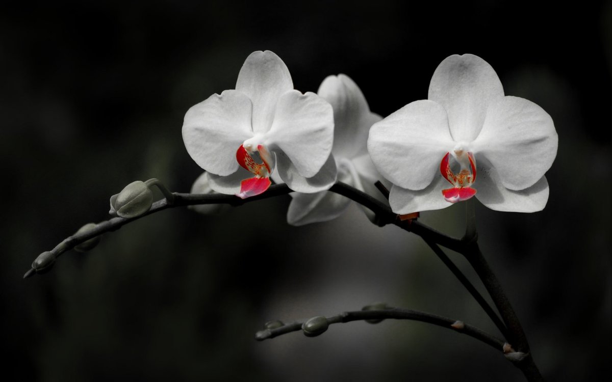Орхидея на черном фоне