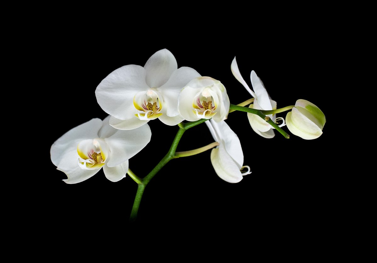 White Orchid Эльвира