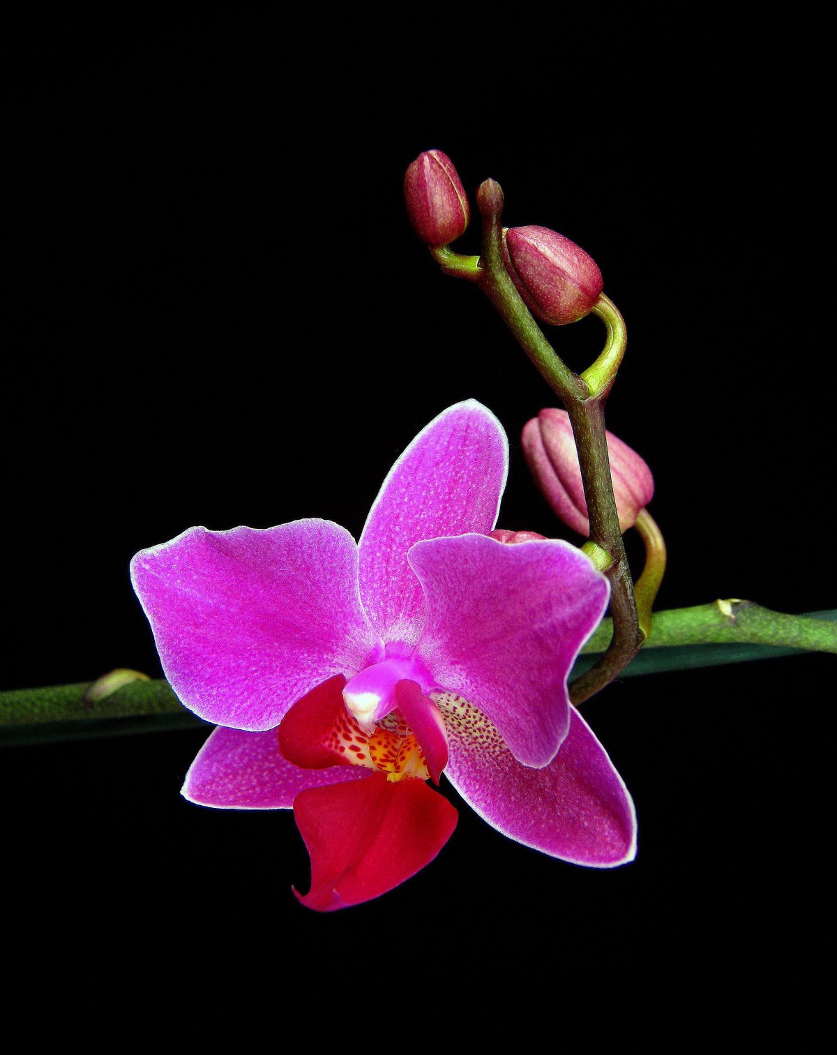 Орхидея Коулмана