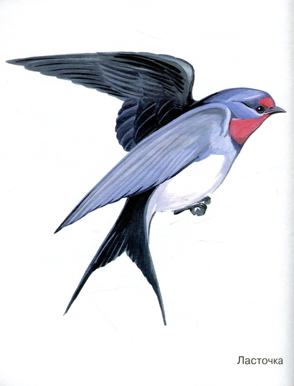 Ласточка картинка для детей