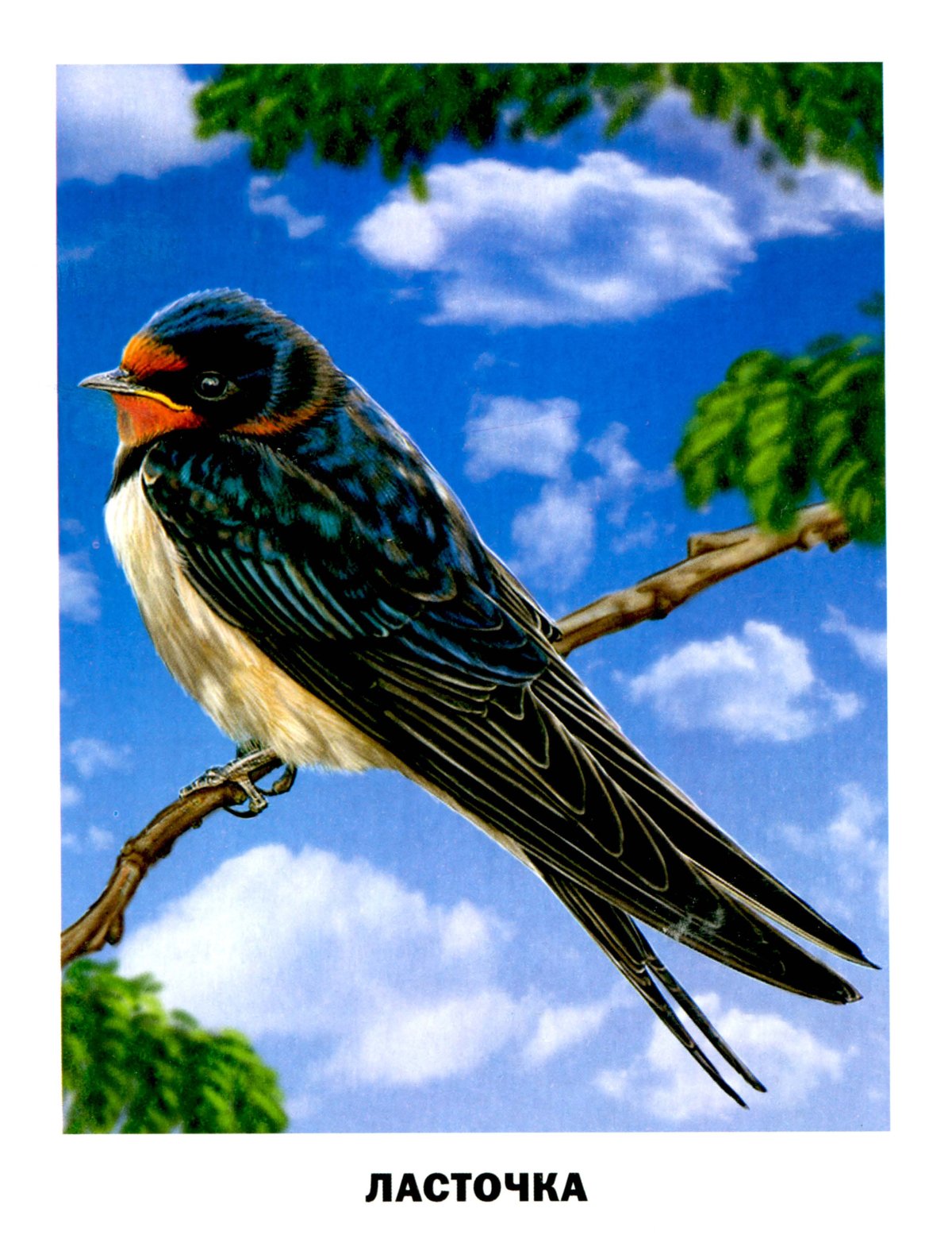 Перелетные птицы Ласточка для детей