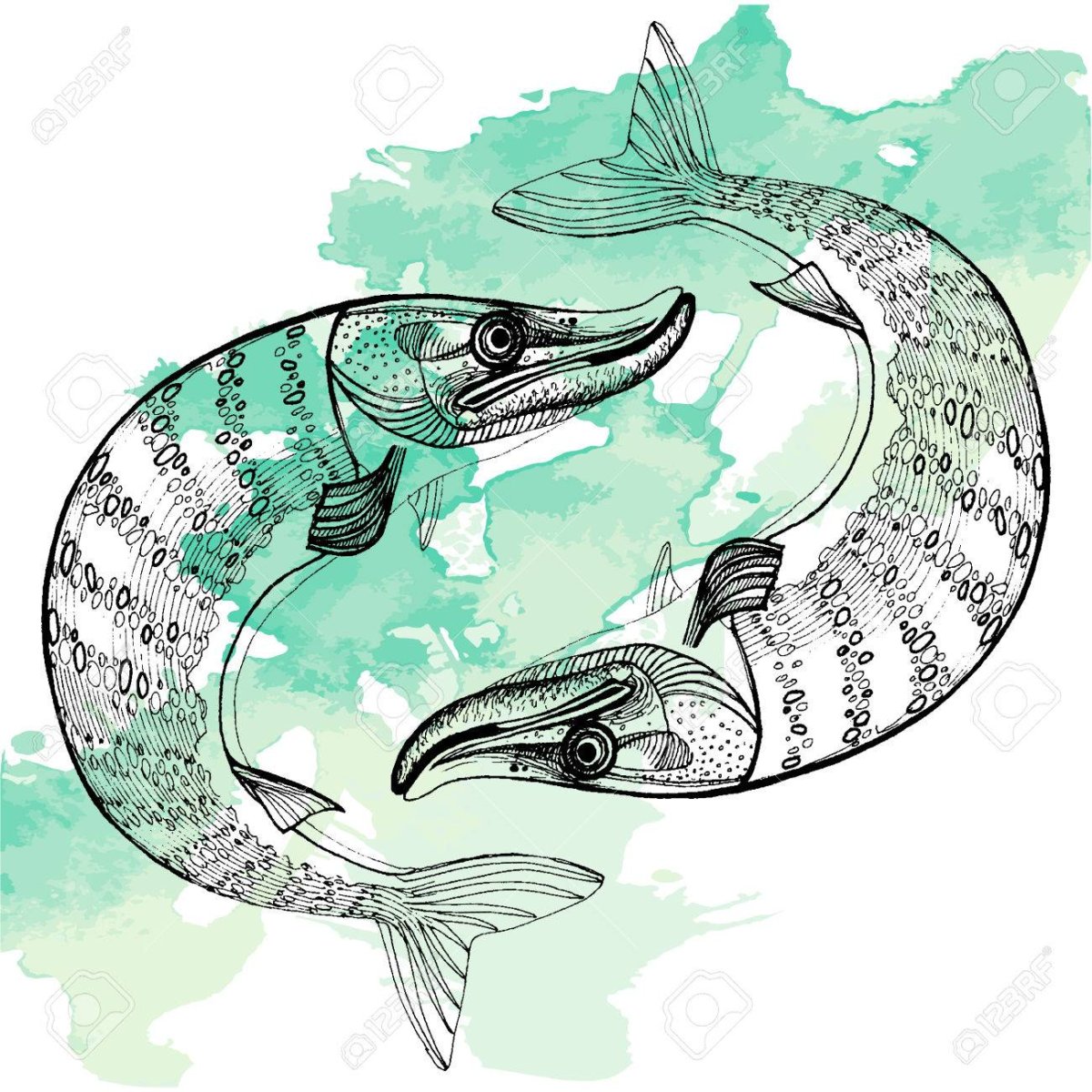 Щука без фона