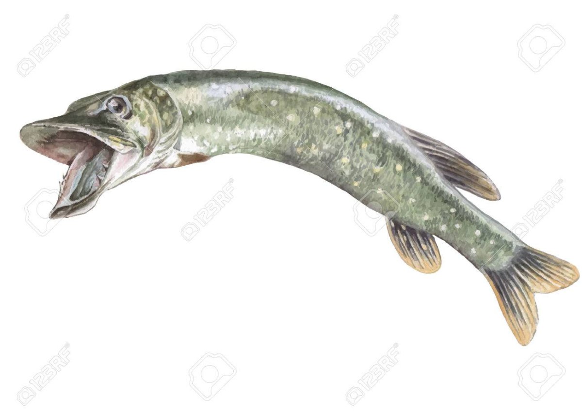 Рисунок щуки простым карандашом