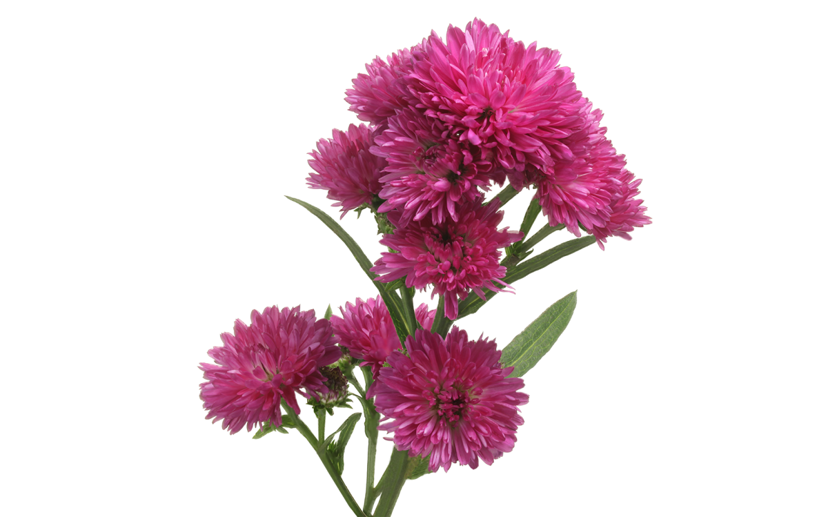 Астра на белом фоне