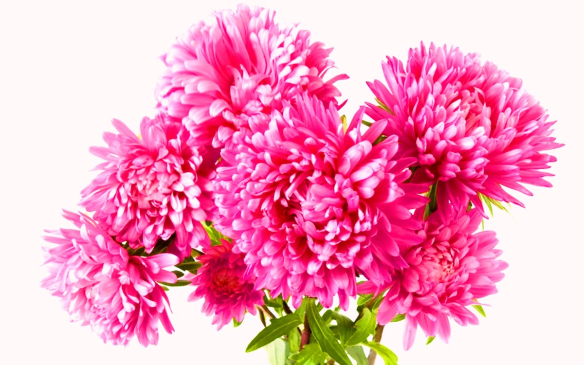 Хризантема Астро