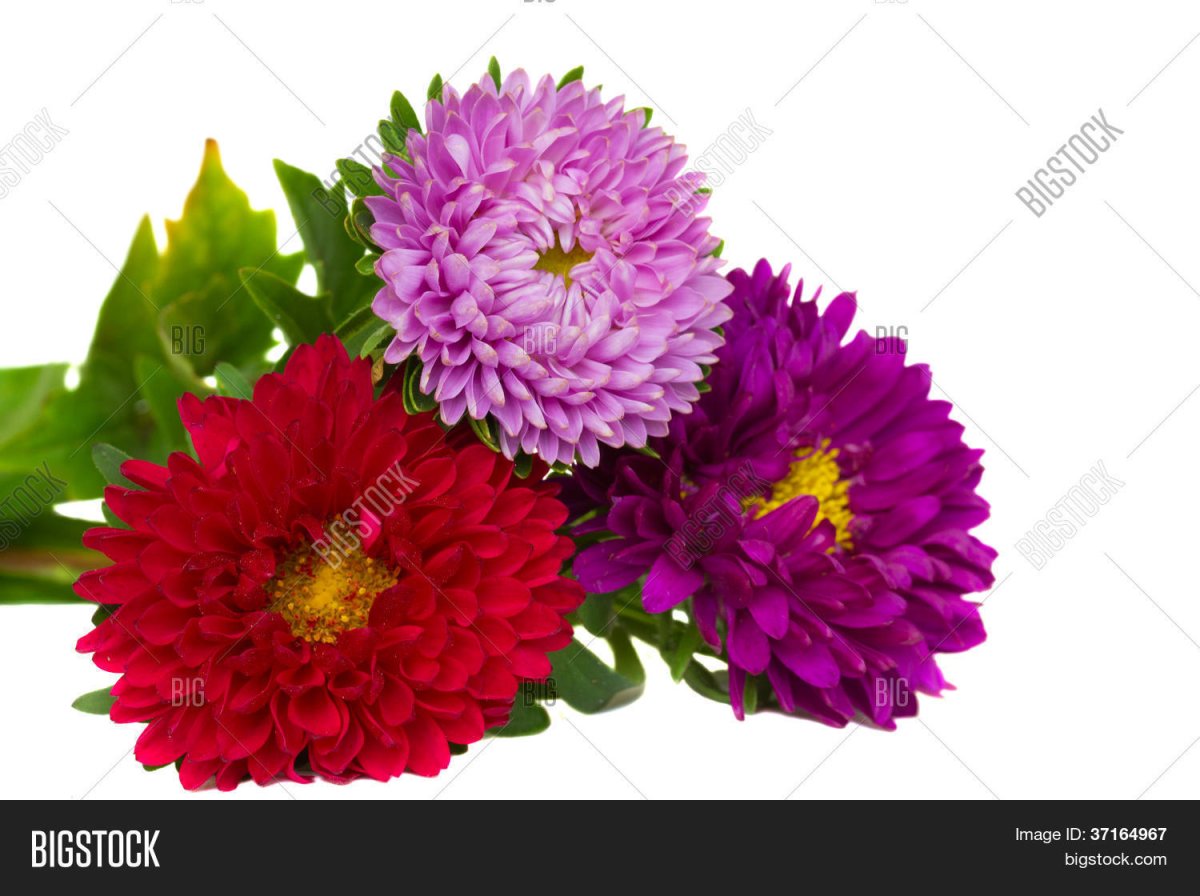 Астра цветок на белом фоне