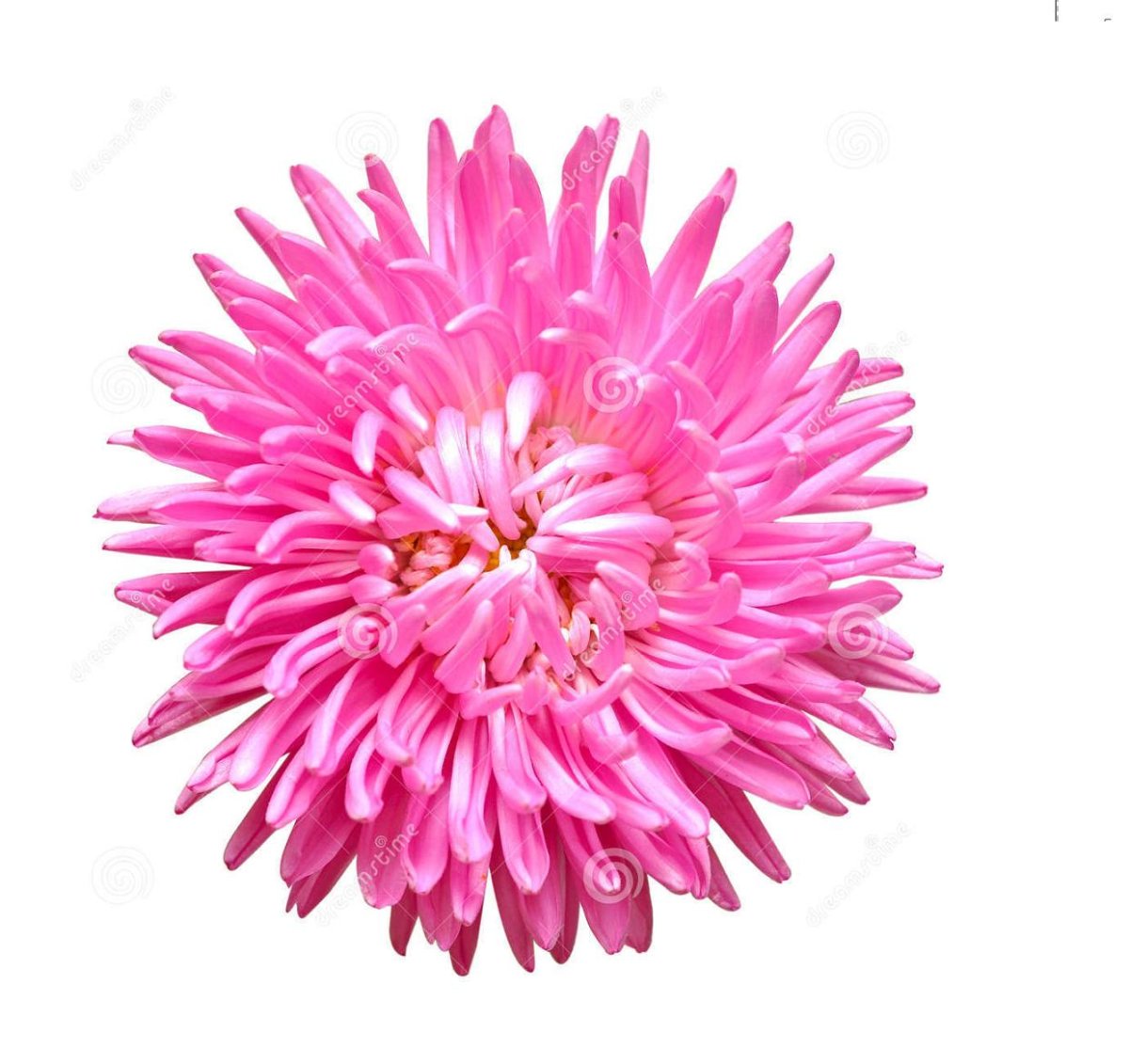 Астра цветок на белом фоне