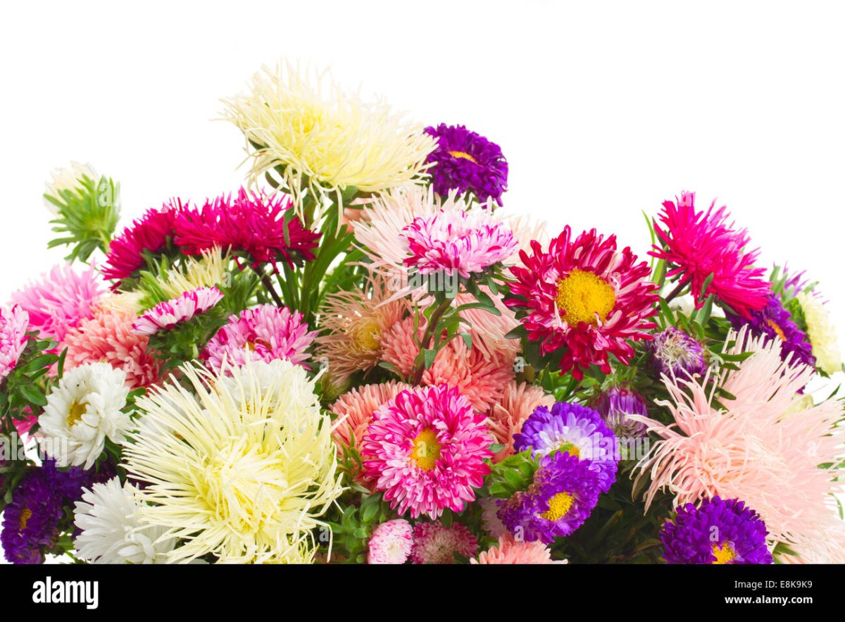 Астер цветок