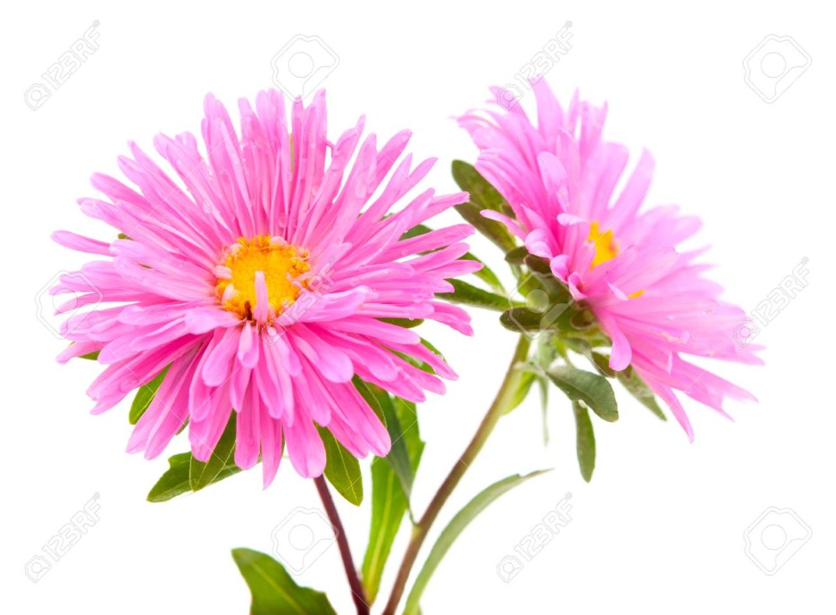 Розовая Астра цветок на белом фоне