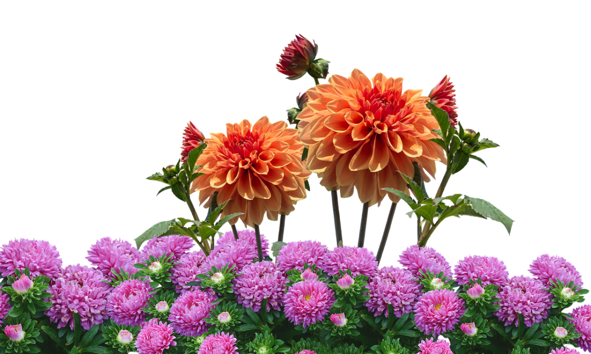 Георгины на белом фоне