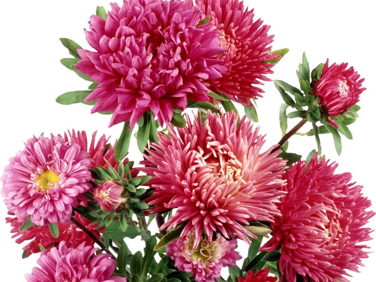 Хризантема Гамильтон