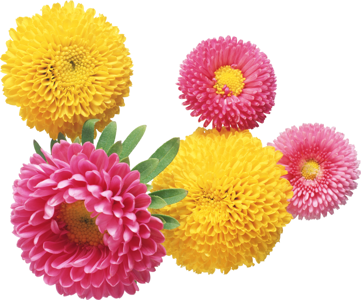 Астра на белом фоне