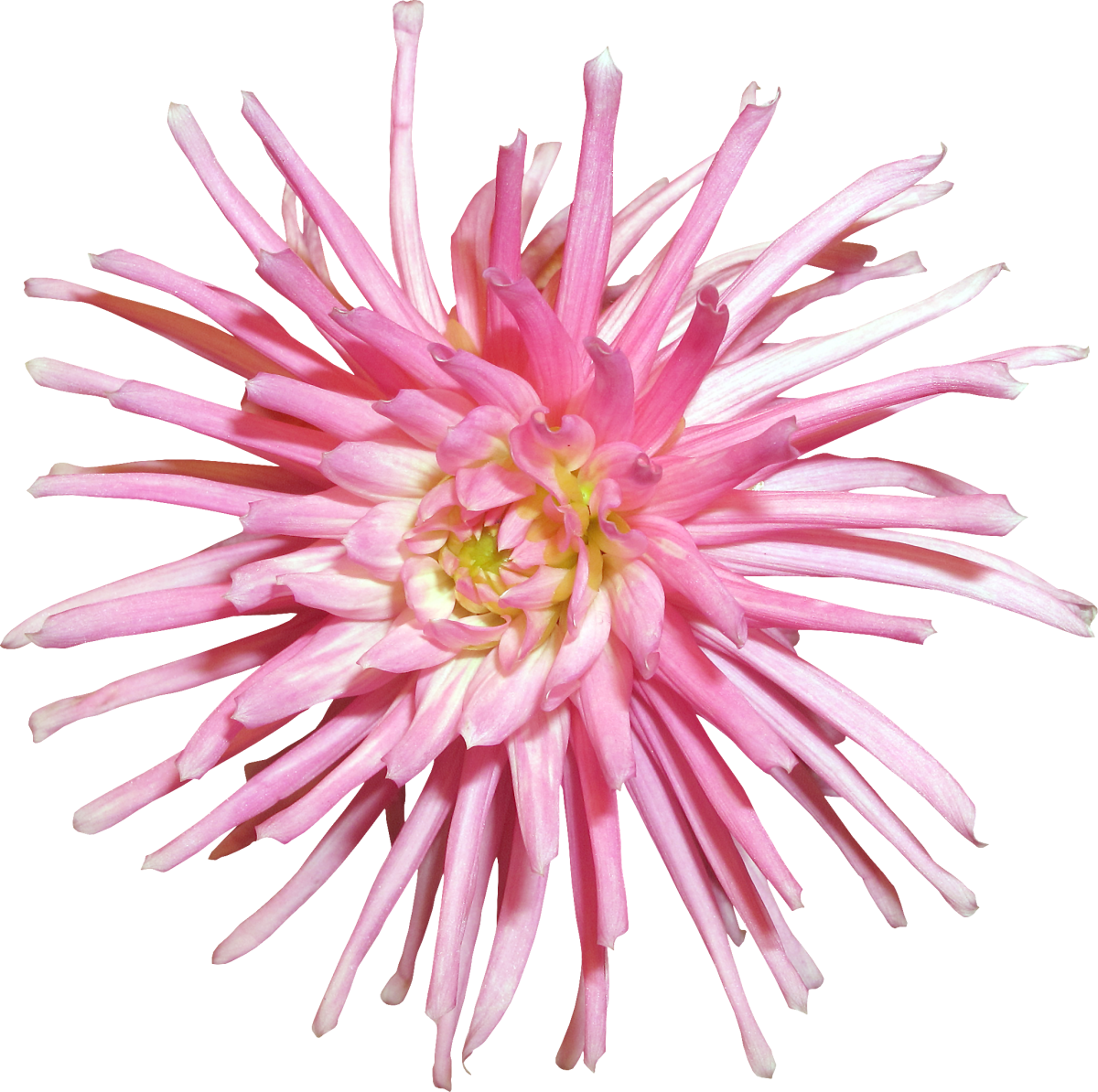 Розовая Астра на прозрачном фоне