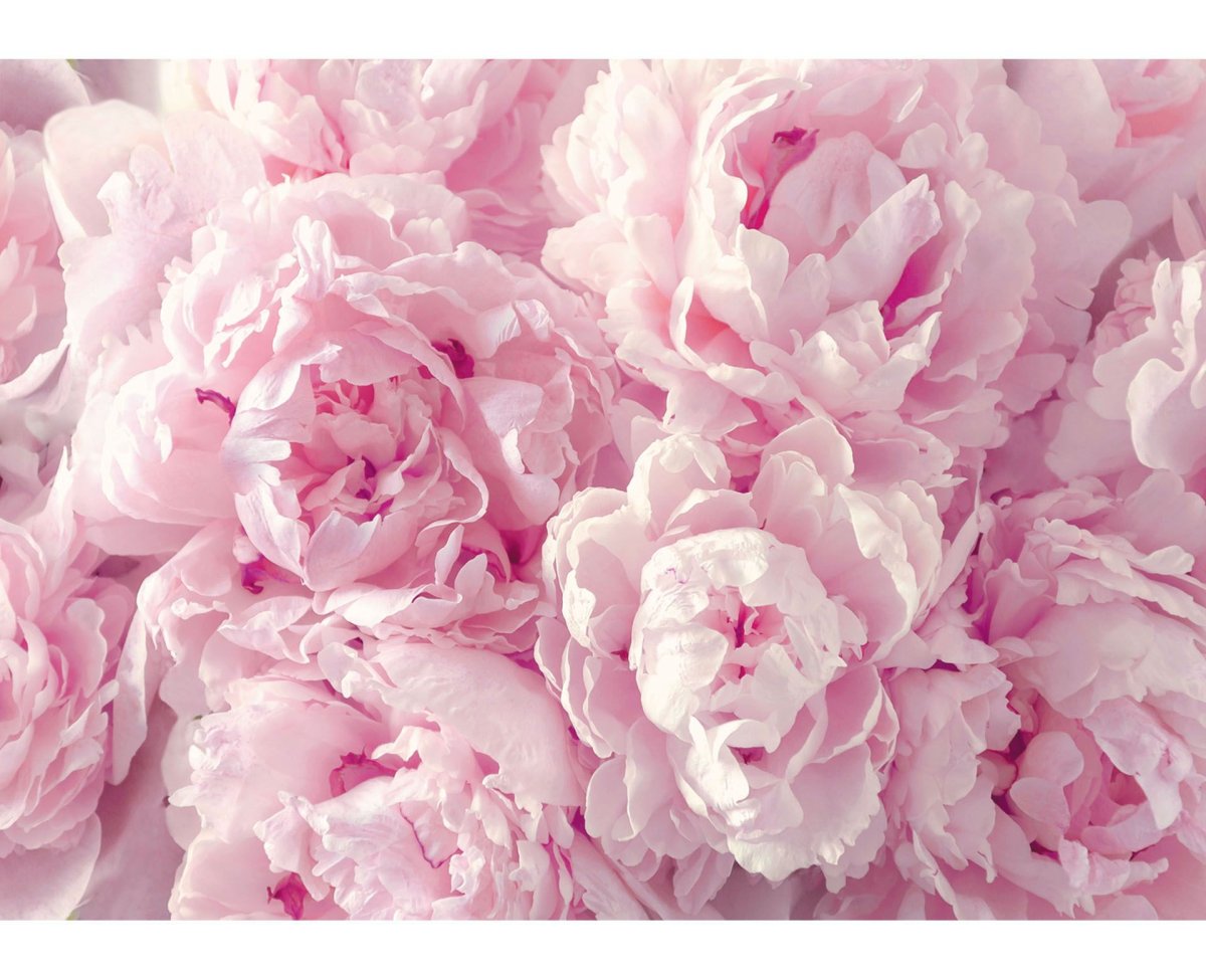 Пион нежно-розовый