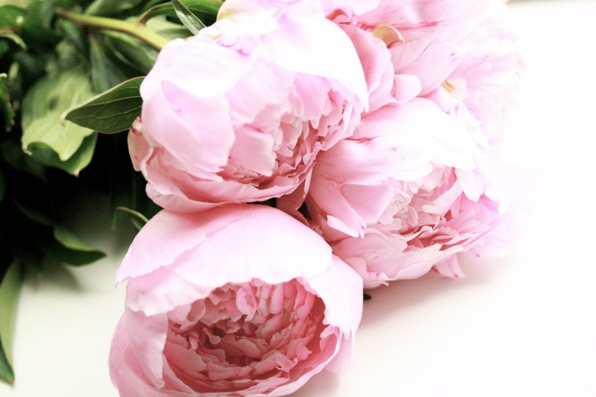 Зефирные пионы