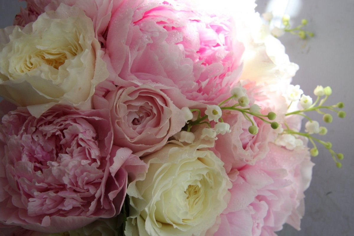 Нежные розовые пионы