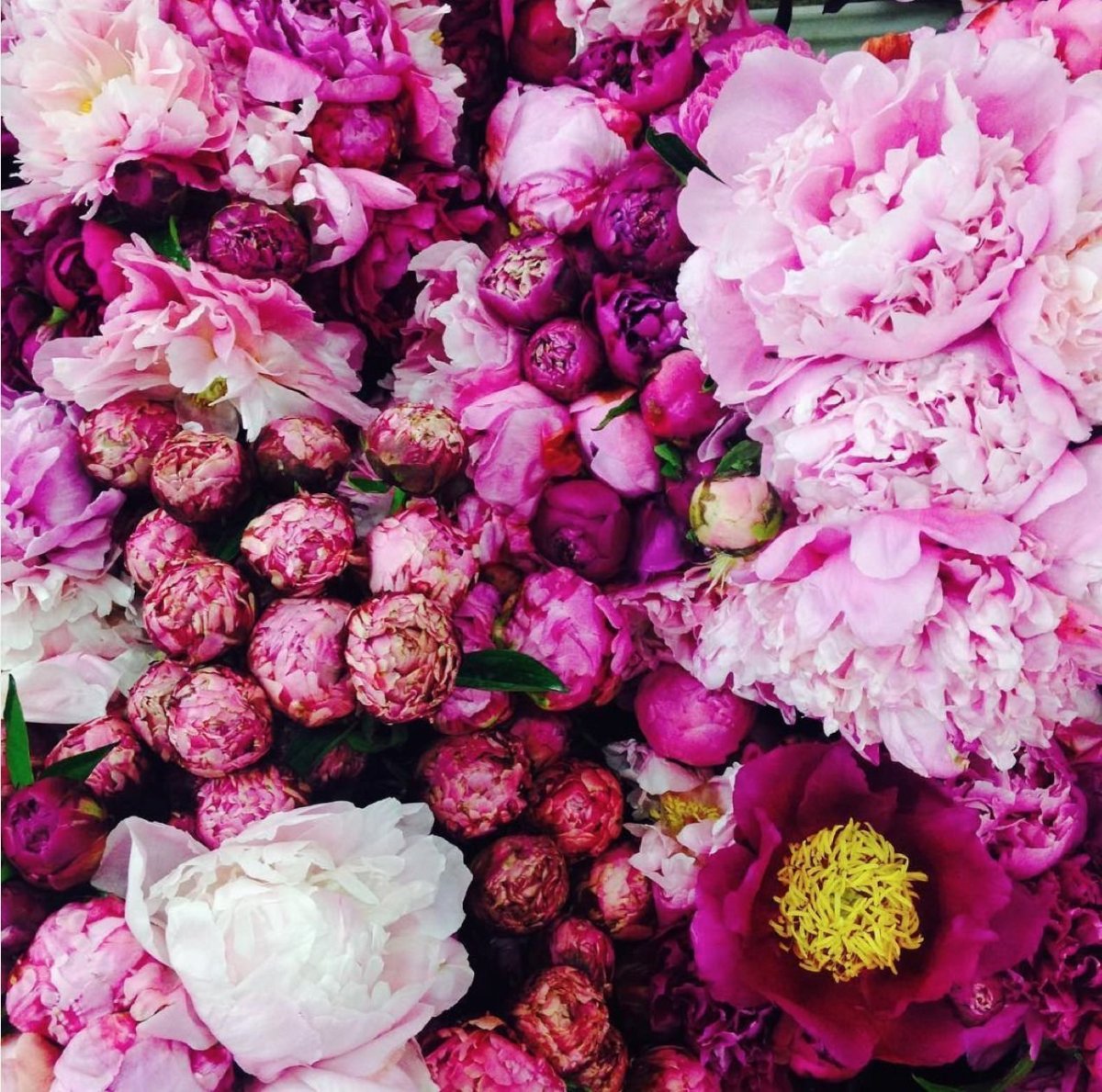 Цветы пионы 4к