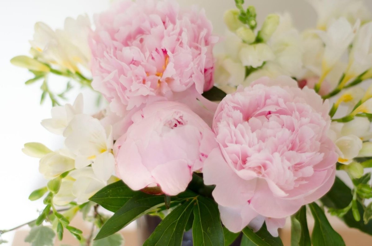 Бривидо пионы