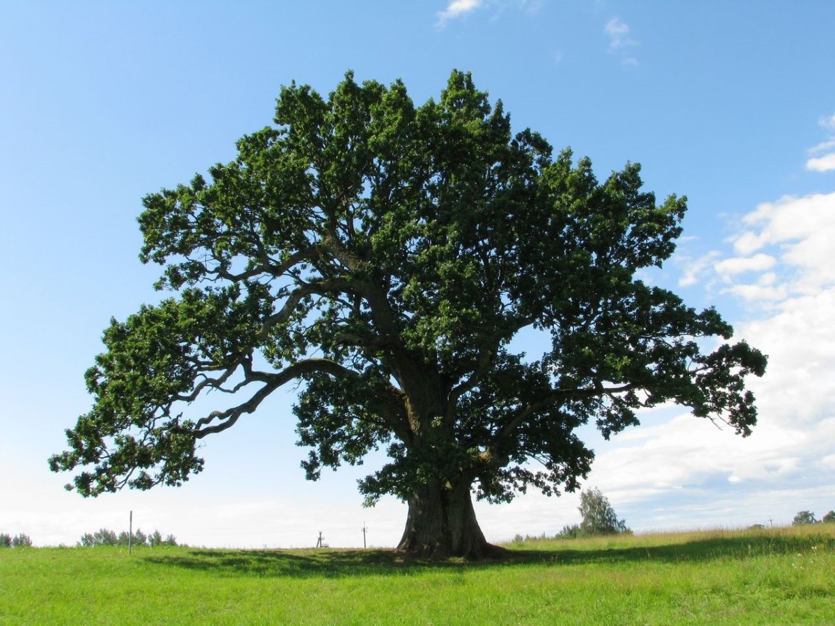 Дуб в парке Фред вилл в Великобритании