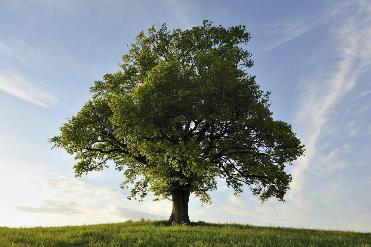 Дерево для детей