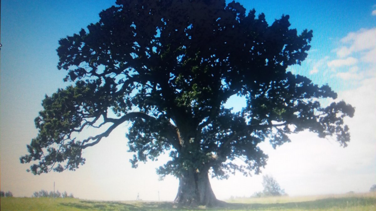 Кермесский дуб