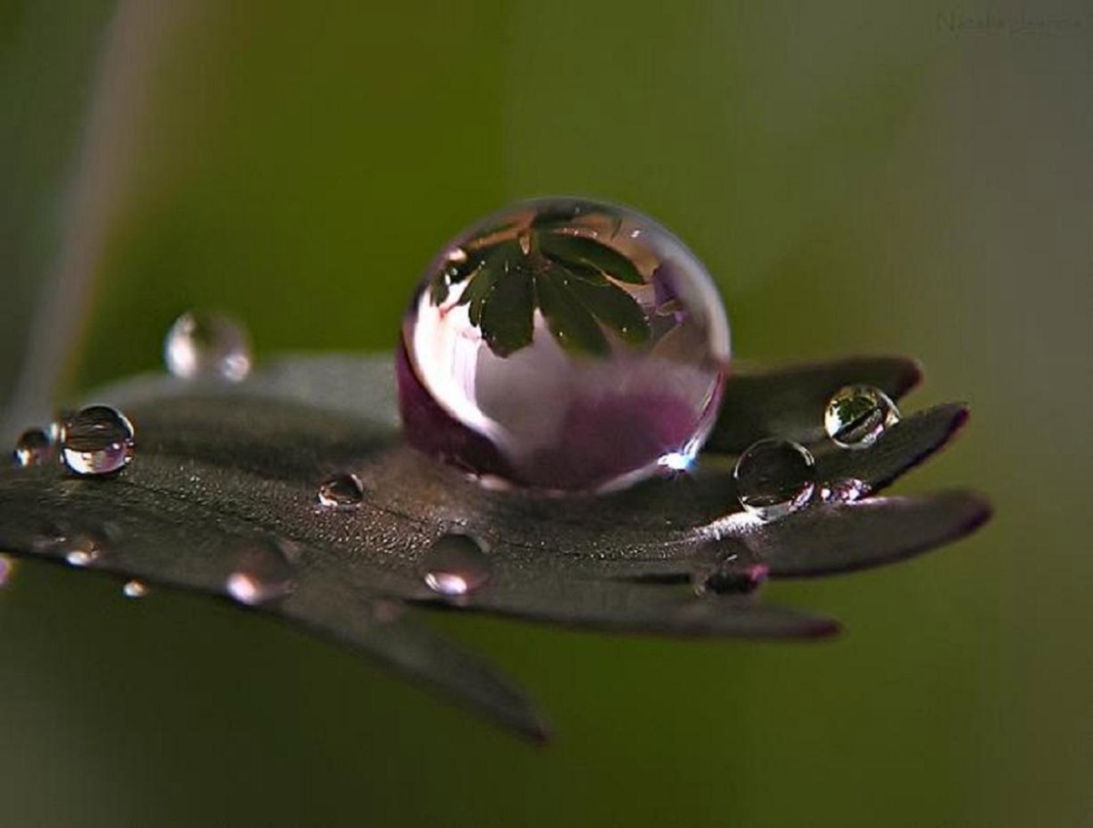 Капли на цветах