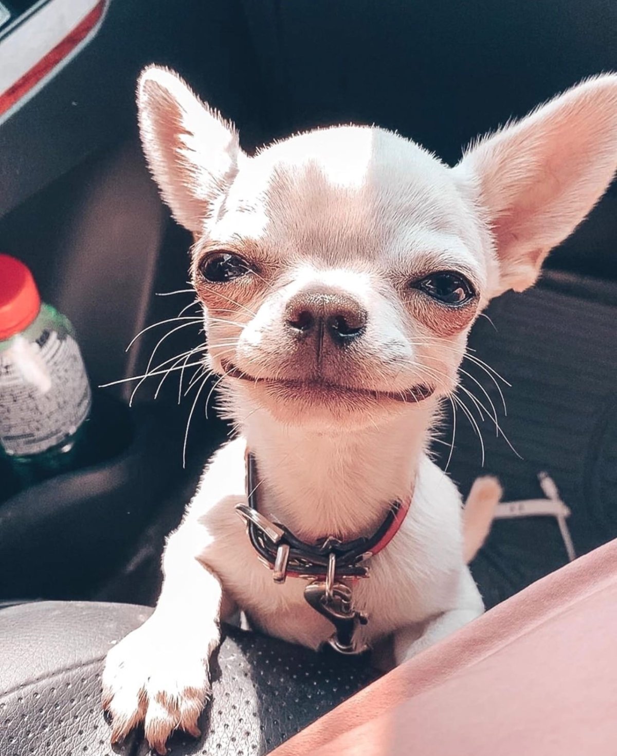 Чихуахуа Чивава