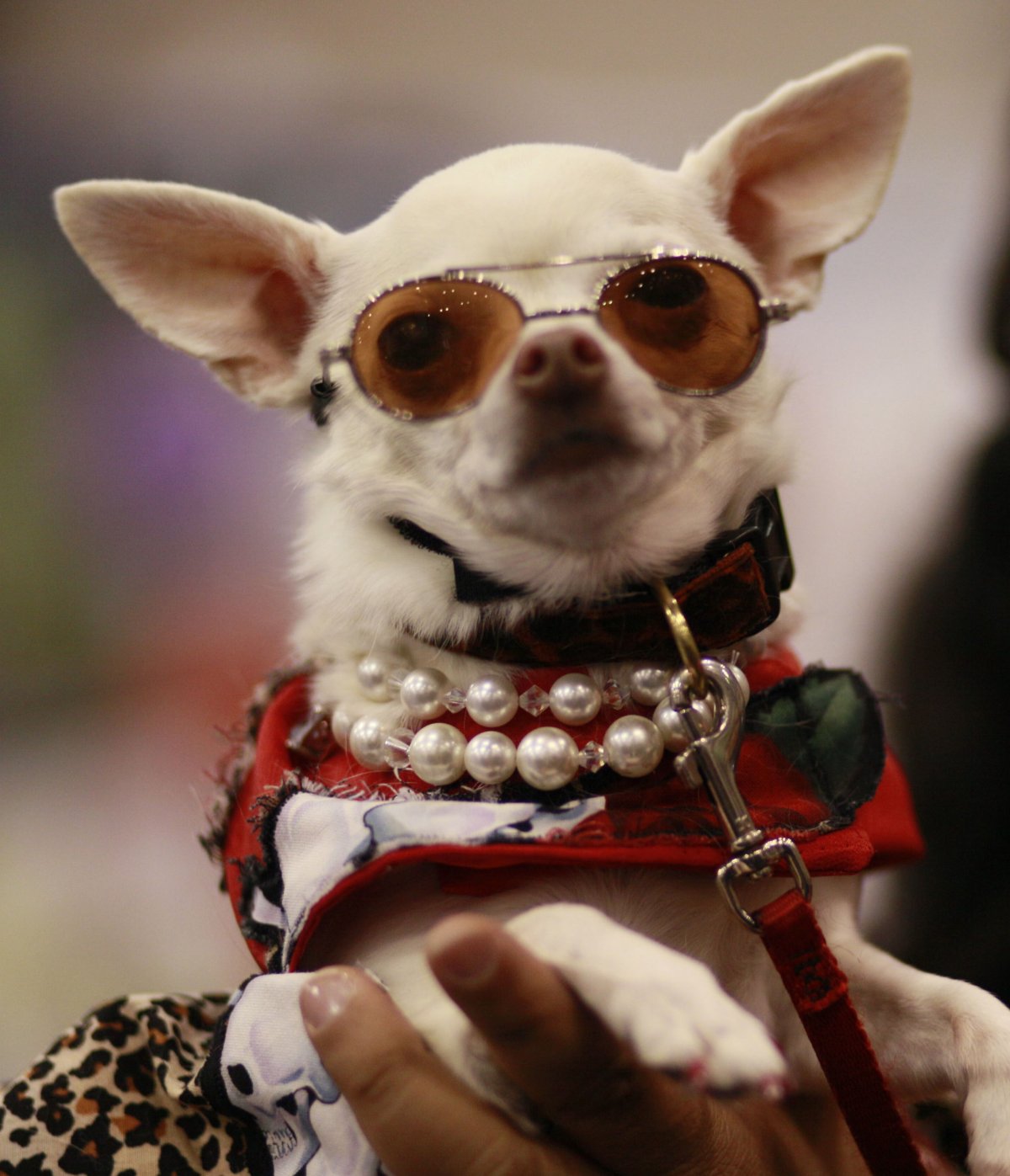 Смешные собачки чихуахуа