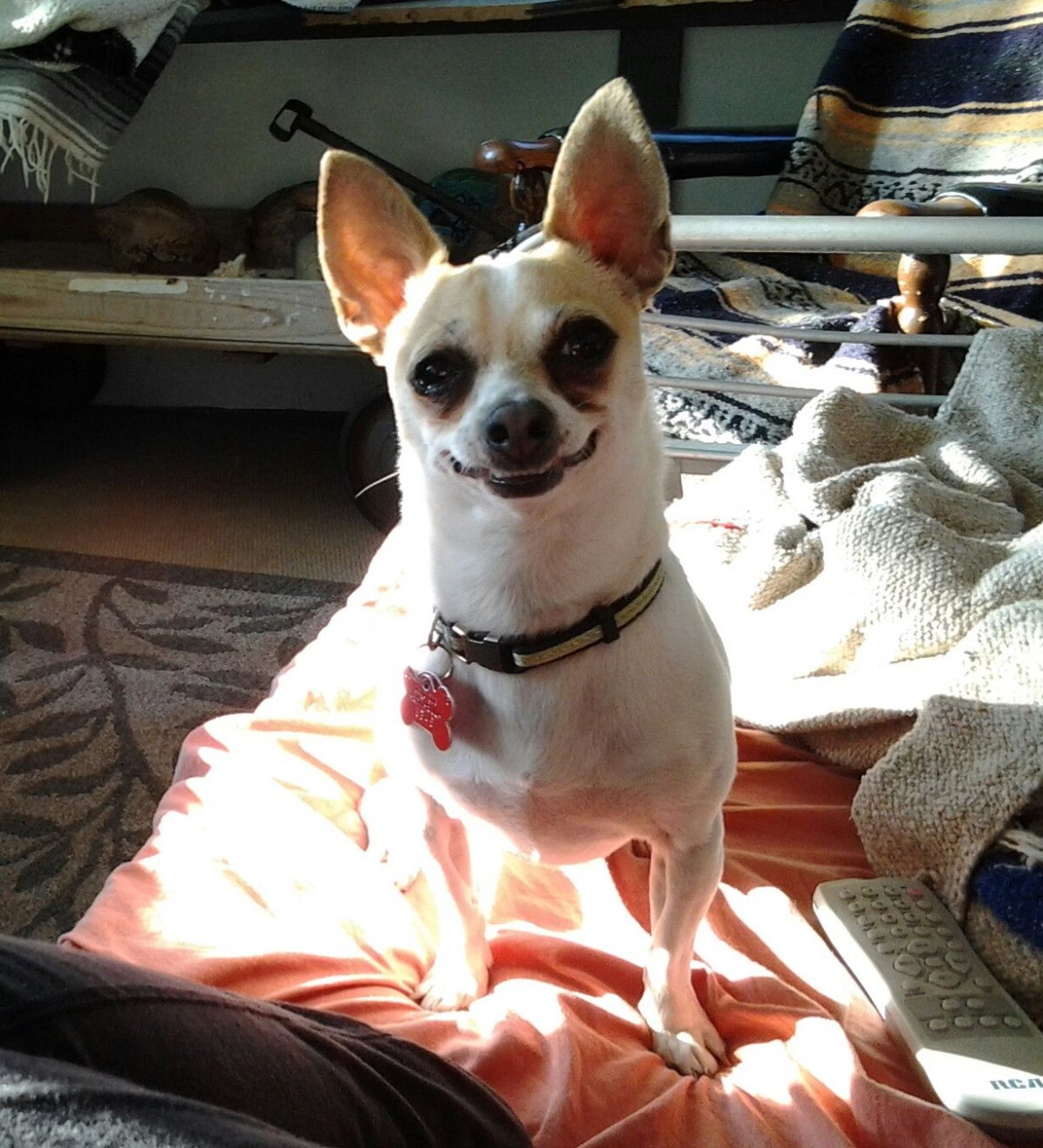 Чихуахуа шивава