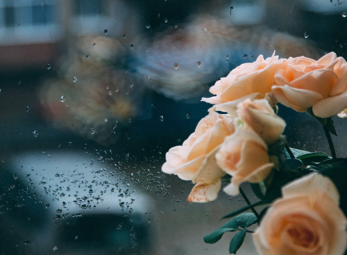 Печальные цветы