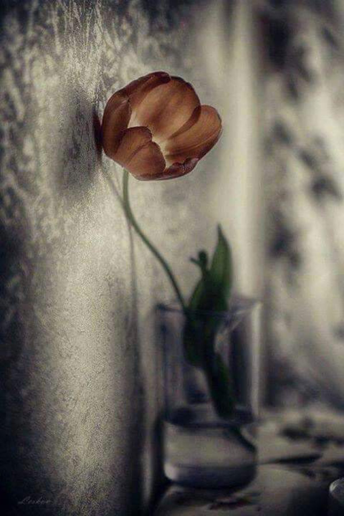 Одинокие цветы