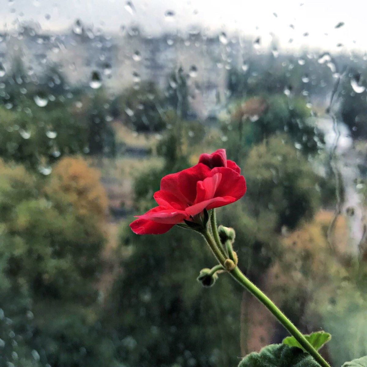 Грустный цветок