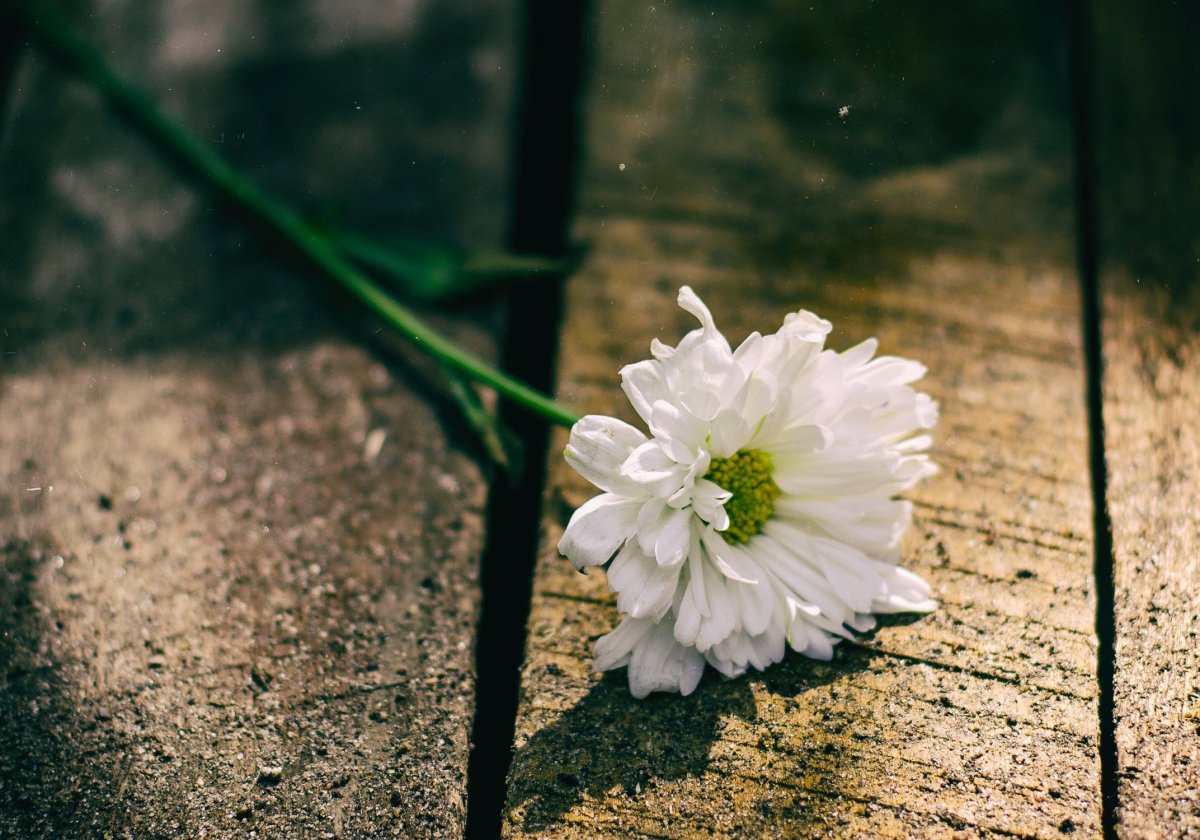 Грустный цветок