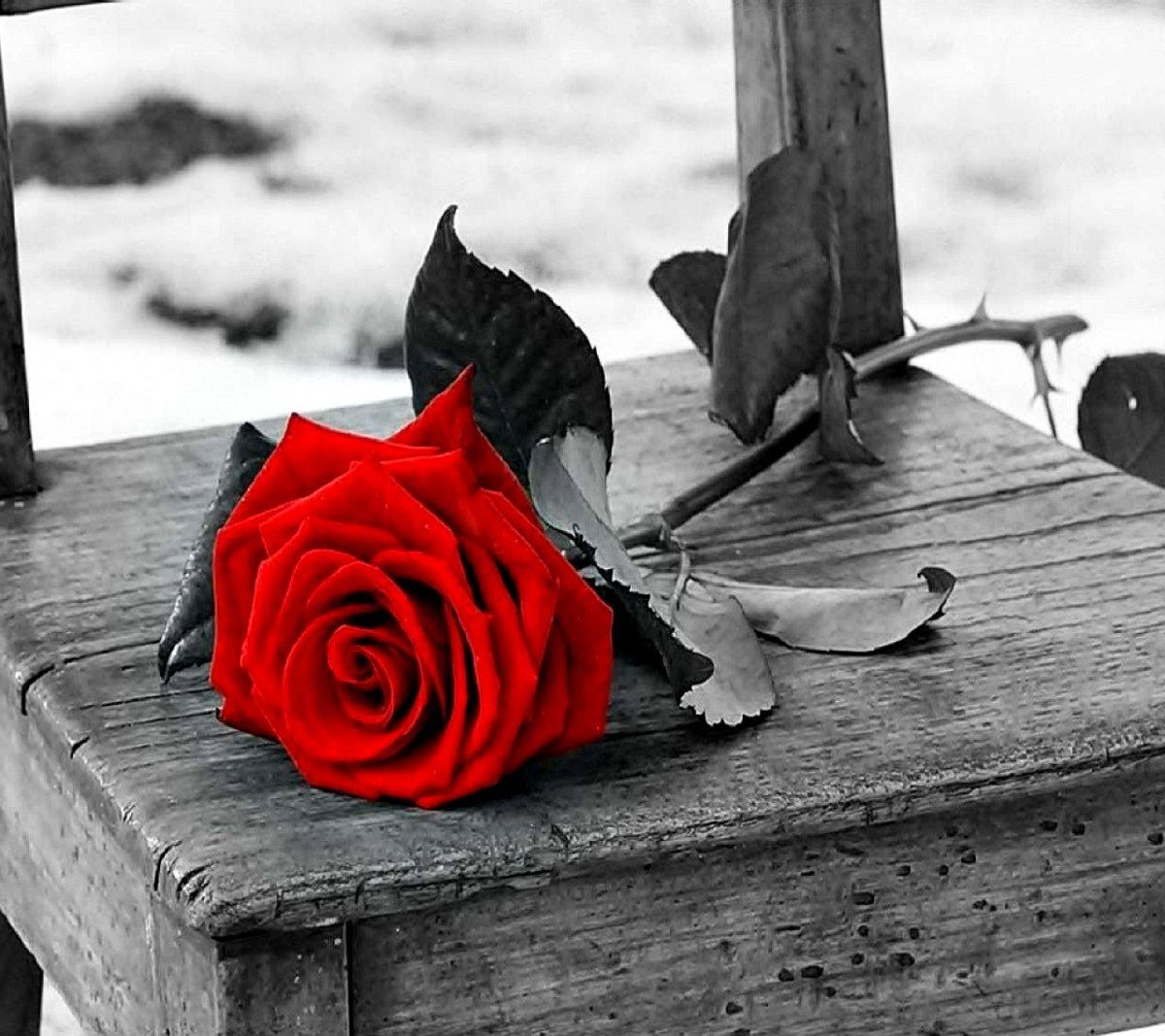 Красная роза на скамейке