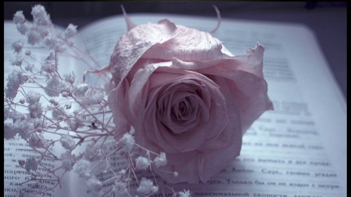 Цветок грусти и печали