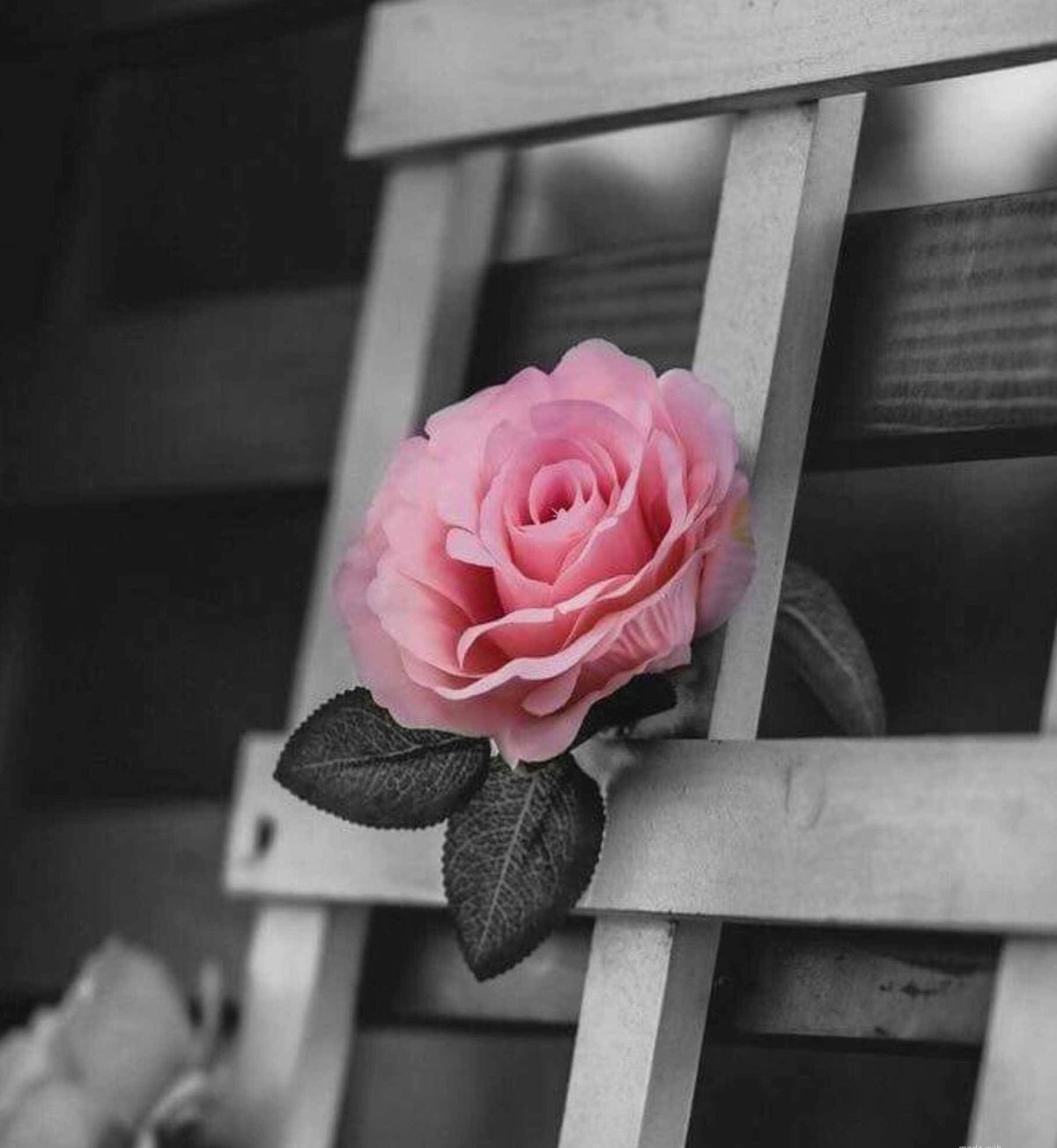 Грустный цветок