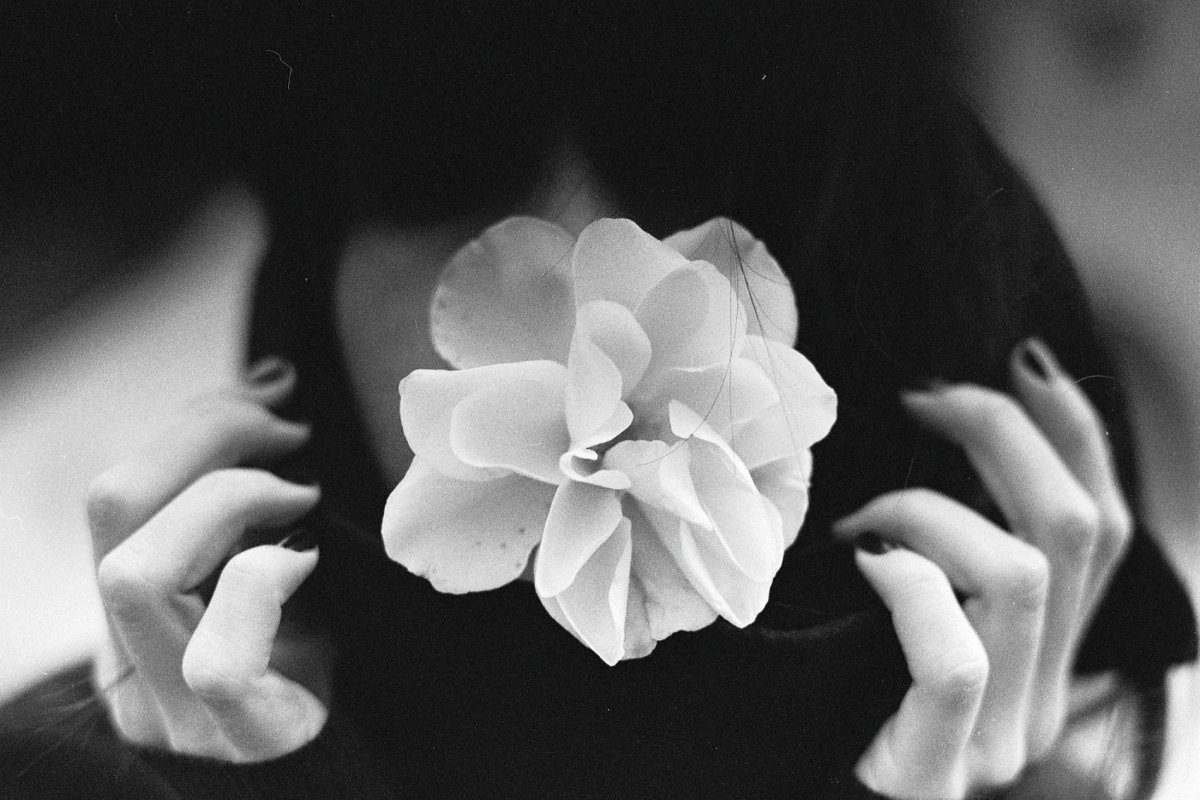 Нежный одинокий цветок