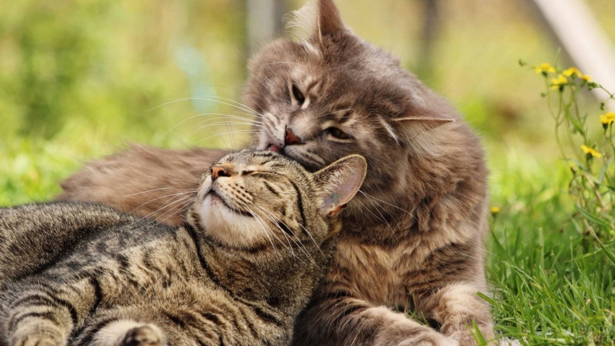 Кошки любовь