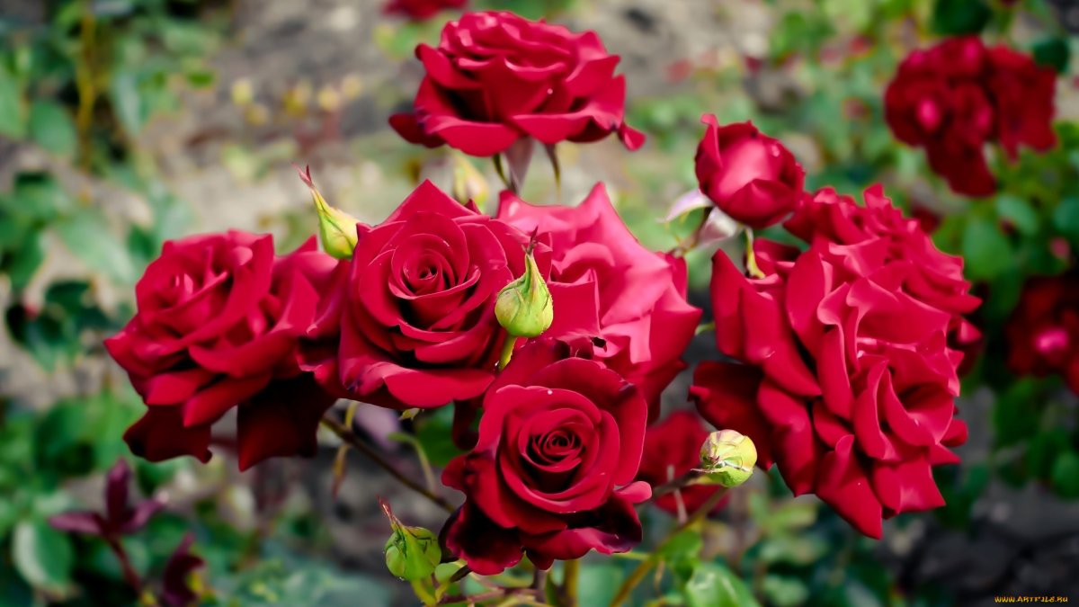 Стикеры слова благодарности