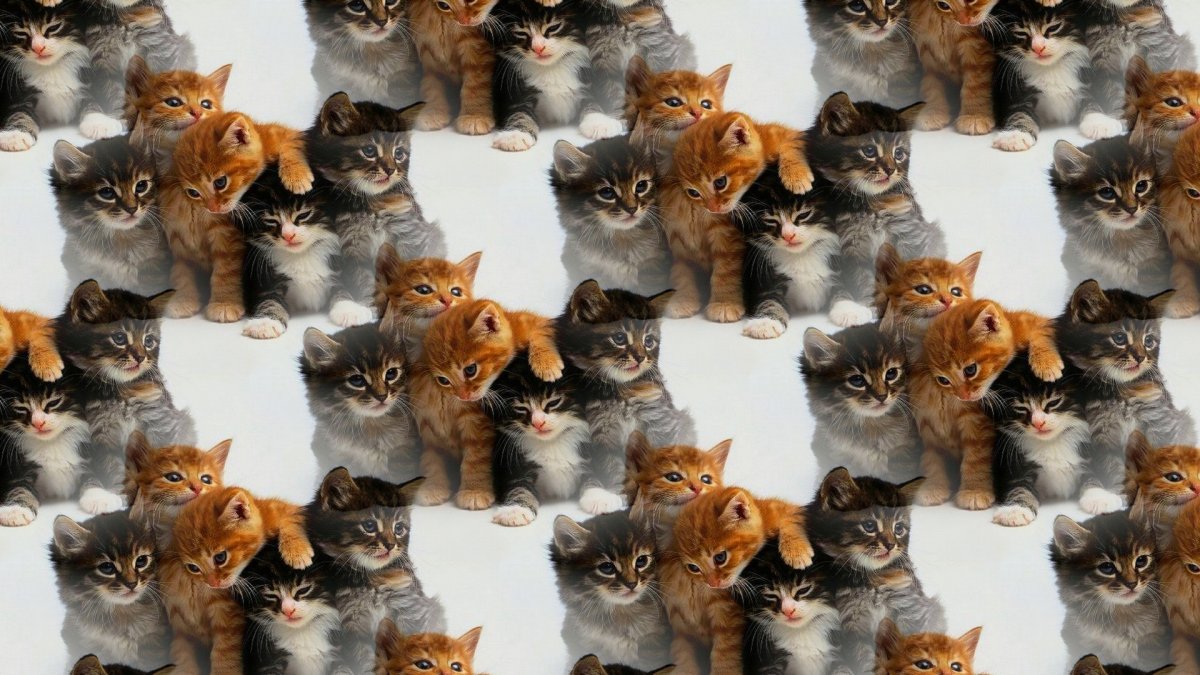 Много котят