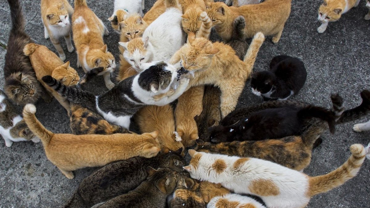 Тасиро остров кошек