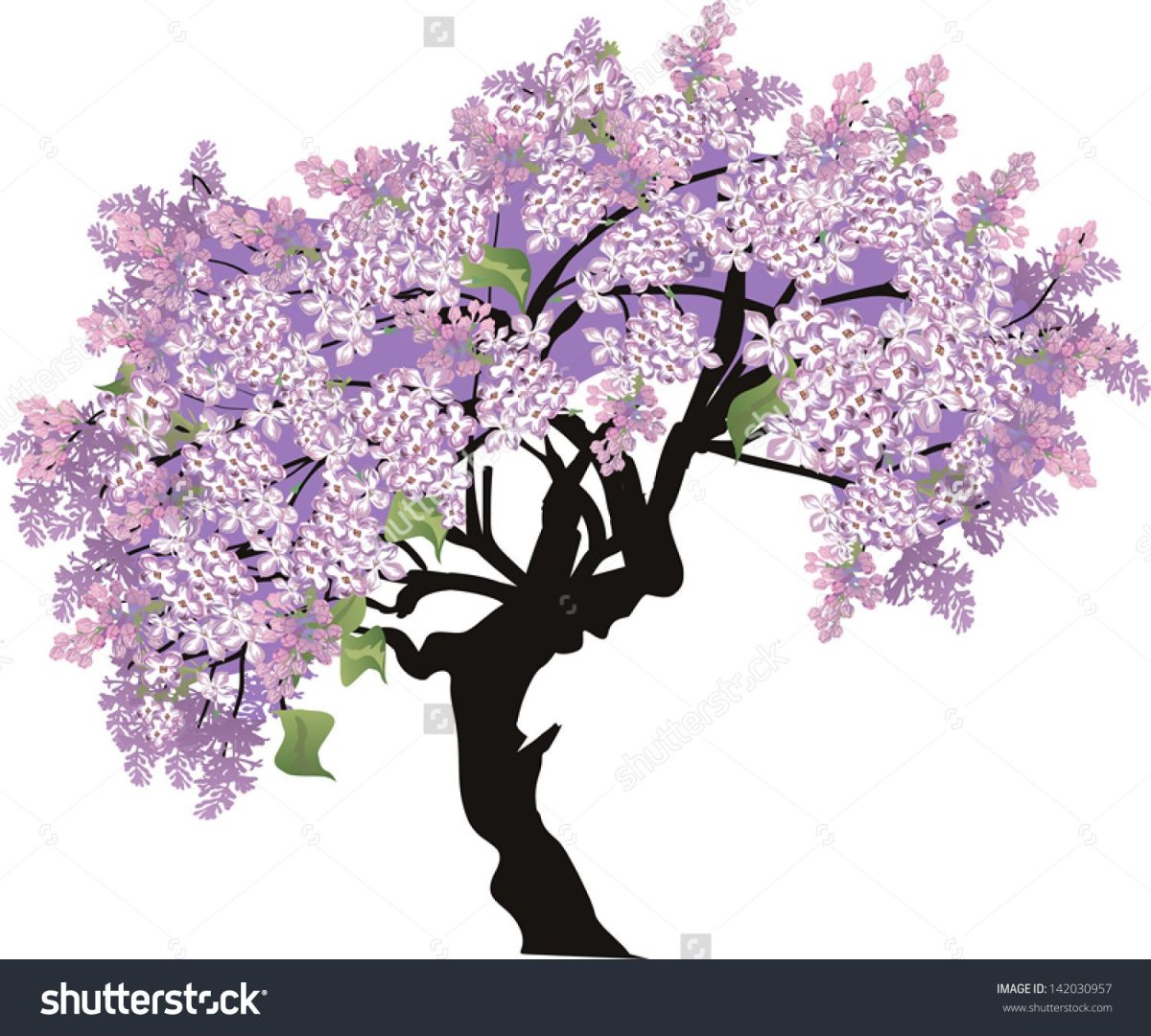 Сирень дерево рисунок