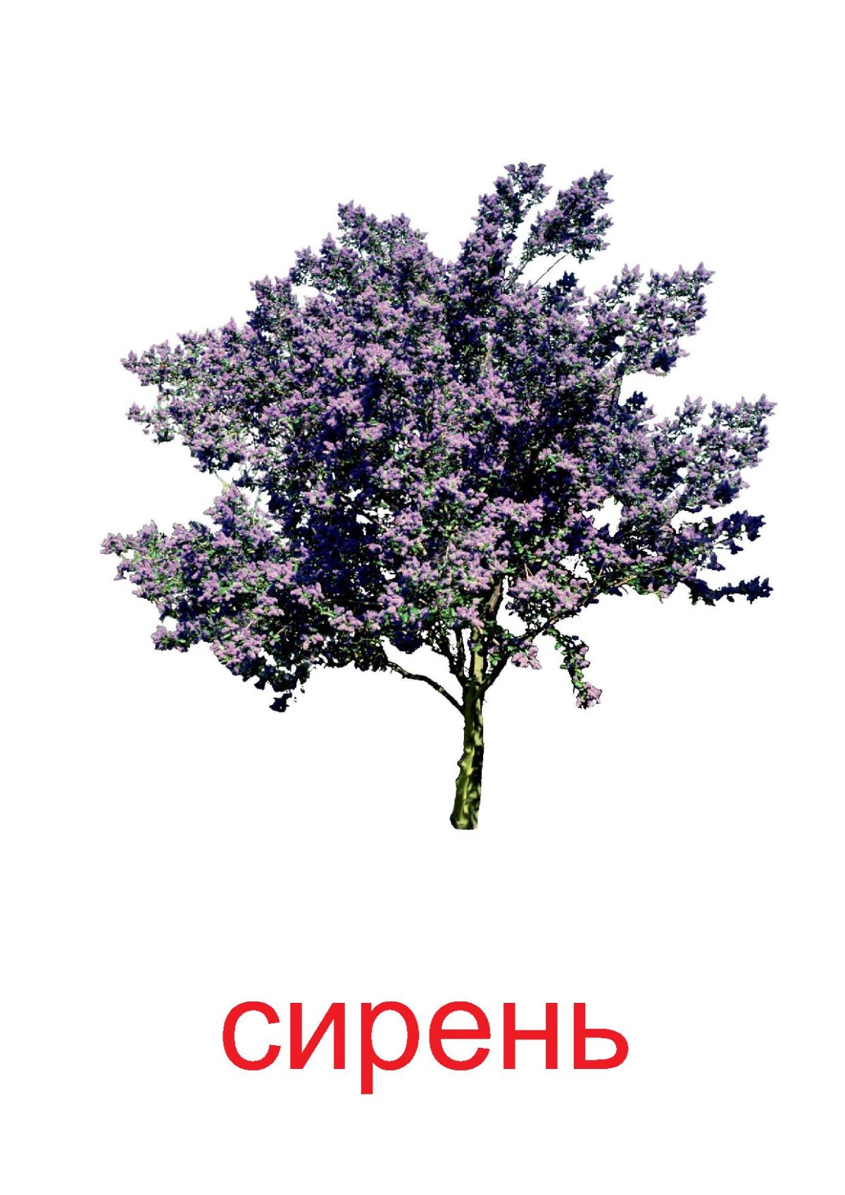 Сирень дерево