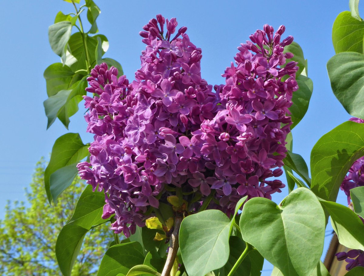 Сирень обыкновенная Павлинка